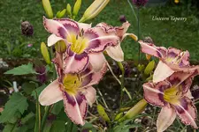 IMG_4573-2.webp