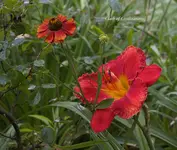 IMG_4590-5.webp