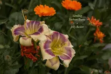 IMG_4602.webp
