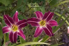 IMG_4624-2.webp