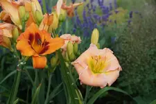 Bandit Man und Flaming June.webp