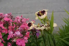 Celebration of Angels (1).webp