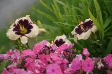 Celebration of Angels (2).webp