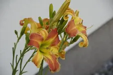 Triade.webp