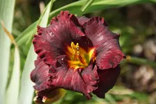 Black Velvet Baby.webp