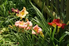 DSC06743.webp
