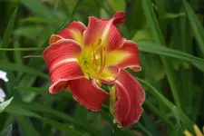 Falsche Carrik Wildon.webp