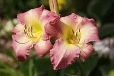 Lady Liz.webp