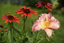 Marvis Gift.webp