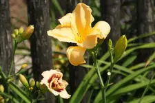 Roswitha mit Fringe of Gold.webp