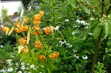 2016_07233april20160038.webp