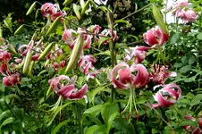 2016_07233april20160033.webp