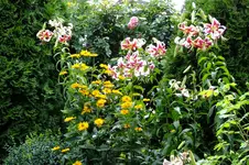 2016_07233april20160029.webp