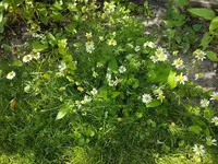 Echte Kamille (Matricaria chamomilla L.).jpg
