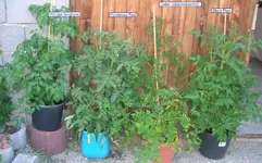 Tomaten1_info.webp
