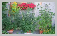 Tomaten2.webp