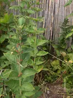 HPIM2808.webp