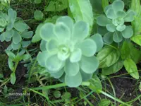 HPIM2786.webp