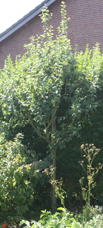 Pflaume01.webp