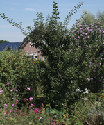 Mirabelle01.webp