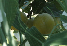 Mirabelle02.webp