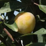 Mirabelle03.webp