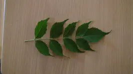 DSC00232.webp