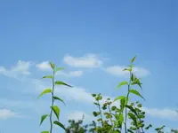 06.08.2009 003.webp