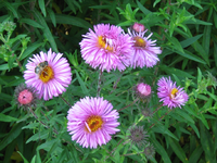IMG_2309.webp