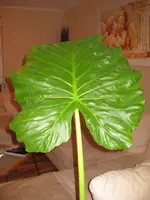 IMG_2922.webp