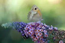 gf_6716.webp