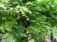 Blauregen (5).webp