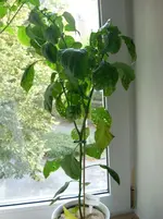 Padron1.webp