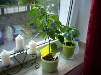 Padron2.webp
