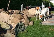 Hunde staunen über große Steine_klein.webp