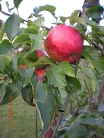 DSCN3769.webp