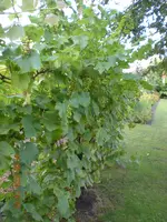 DSCN3766.webp