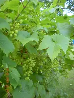 DSCN3767.webp