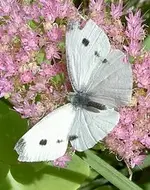 Maerz 2008 007.webp