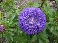 Garten Aug.09 1 005.webp