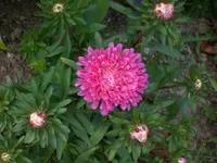 Garten Aug.09 1 006.webp