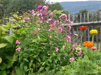 Garten Aug.09 1 007.webp