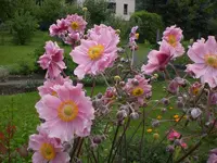 Garten Aug.09 1 009.webp