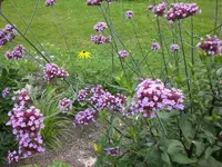 Garten Aug.09 1 010.webp