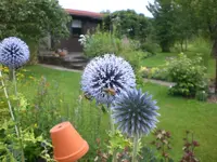 Garten Aug.09 1 011.webp