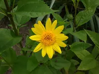 Garten Aug.09 1 012.webp
