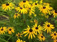 Garten Aug.09 1 013.webp