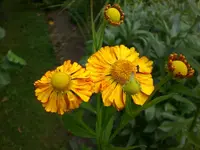 Garten Aug.09 1 014.webp