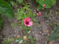 Garten Aug.09 1 016.webp
