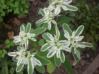 Garten Aug.09 1 020.webp